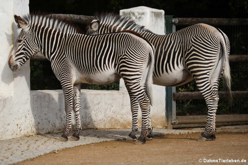 Grevyzebras (Equus grevyi)