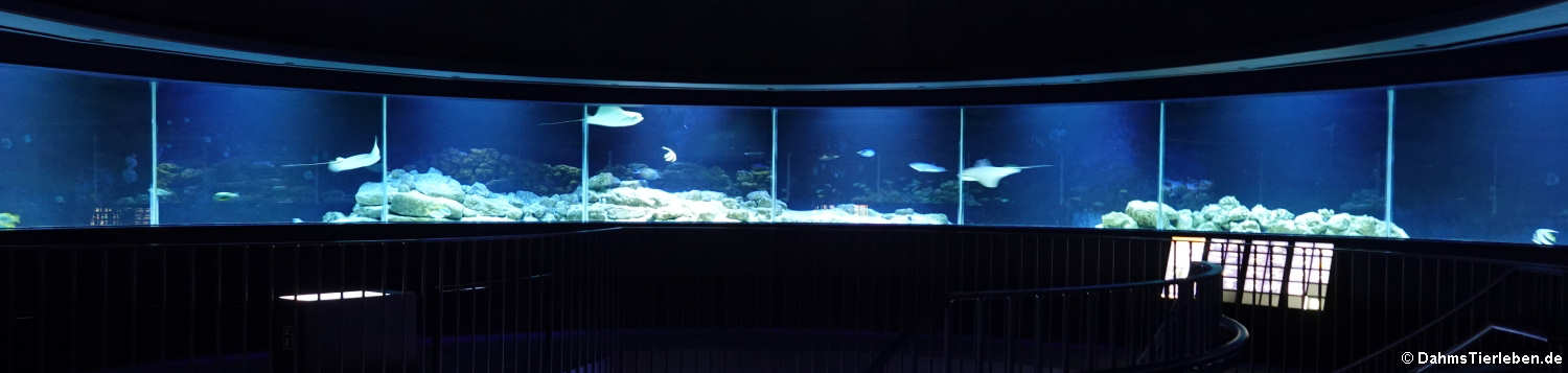 Blick auf das Ringaquarium